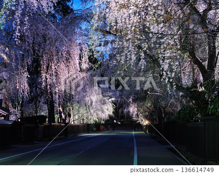 The spring streets of Samurai Residence Street are decorated with beautiful cherry blossoms at night, illuminated, and weeping cherry trees (Kakunodate) The spring streets of Samurai Residence Street are decorated with beautiful cherry blossoms at night, illuminated, and weeping cherry trees (Kakunodate) 136614749