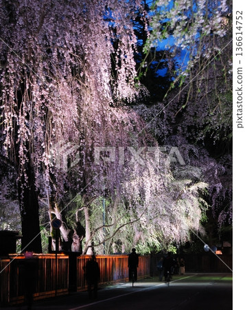 The spring streets of Samurai Residence Street are decorated with beautiful cherry blossoms at night, illuminated, and weeping cherry trees (Kakunodate) The spring streets of Samurai Residence Street are decorated with beautiful cherry blossoms at night, illuminated, and weeping cherry trees (Kakunodate) 136614752