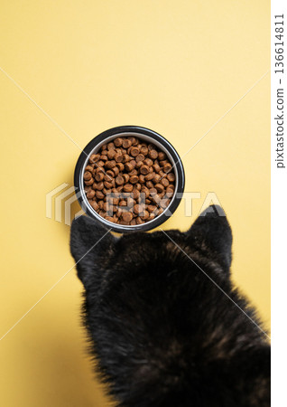 A black dog's head looking at a full bowl of dry food on a yellow isolated background. A black dog's head looking at a full bowl of dry food on a yellow isolated background. 136614811