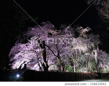 The spring streets of Samurai Residence Street are decorated with beautiful cherry blossoms at night, illuminated, and weeping cherry trees (Kakunodate) The spring streets of Samurai Residence Street are decorated with beautiful cherry blossoms at night, illuminated, and weeping cherry trees (Kakunodate) 136614841