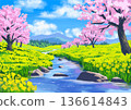 Scenery of row of cherry trees and field of rape blossoms 136614843
