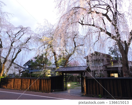 Kakunodate Samurai Residence Street, a charming streetscape in spring, illuminated by cherry blossoms in full bloom Kakunodate Samurai Residence Street, a charming streetscape in spring, illuminated by cherry blossoms in full bloom 136615013