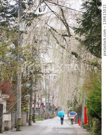 Kakunodate Samurai Residence Street, a charming streetscape in spring, illuminated by cherry blossoms in full bloom Kakunodate Samurai Residence Street, a charming streetscape in spring, illuminated by cherry blossoms in full bloom 136615015