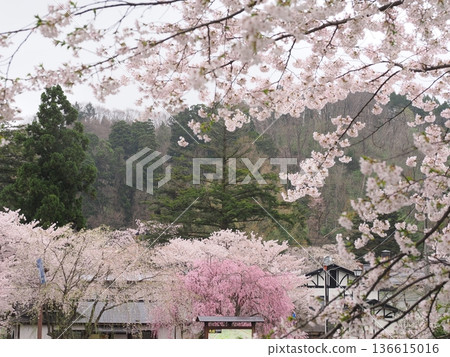 Kakunodate Samurai Residence Street, a charming streetscape in spring, illuminated by cherry blossoms in full bloom Kakunodate Samurai Residence Street, a charming streetscape in spring, illuminated by cherry blossoms in full bloom 136615016