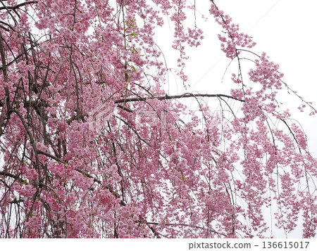 Kakunodate Samurai Residence Street, a charming streetscape in spring, illuminated by cherry blossoms in full bloom Kakunodate Samurai Residence Street, a charming streetscape in spring, illuminated by cherry blossoms in full bloom 136615017