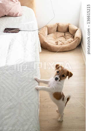 Young dog standing by white bed in room at home. 136615215