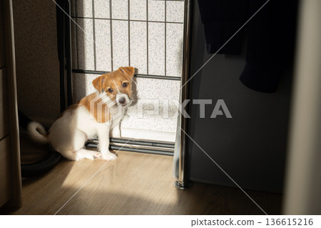 Cute dog puppy sits on floor inside wardrobe staring at camera, sunlight rays fall on dog. 136615216