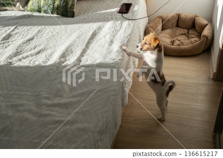 Cute puppy dog standing on back legs trying to jump up onto bed with white blanket 136615217