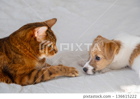 Bengal cat looking at Jack Russell puppy, animals lying on white blanket. 136615222