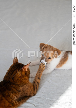 Bengal cat playing with small white brown terrier puppy. 136615223