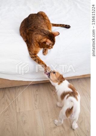 Cat playing with puppy. Funny pet interaction, friendship and coexistence. Cat playing with puppy. Funny pet interaction, friendship and coexistence. 136615224