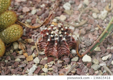 Red cactus and green succulents thrive in rocky desert garden 136615418