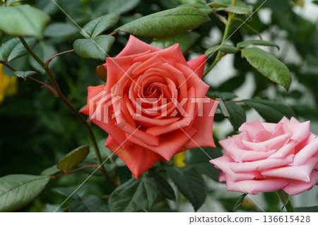 Beautiful Roses in Full Bloom Garden Photography 136615428
