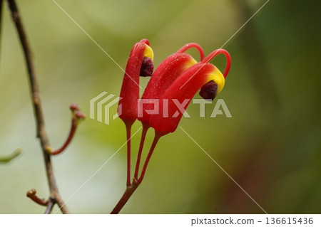 Lipstick Vine Aeschynanthus Radicans Exotic Beauty 136615436
