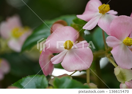 Delicate Pink Begonias with Yellow Centers Delicate Pink Begonias with Yellow Centers 136615470