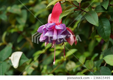 Beautiful Fuchsia Flower Close up Delicate Petals Bloom Beautiful Fuchsia Flower Close up Delicate Petals Bloom 136615495