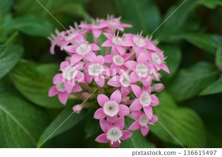 Vibrant Pink Pentas Flowers with Green Foliage Background 136615497