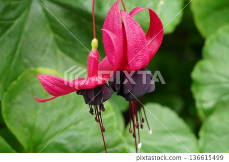 Beautiful Fuchsia Flowers in Bloom Garden Photography Beautiful Fuchsia Flowers in Bloom Garden Photography 136615499