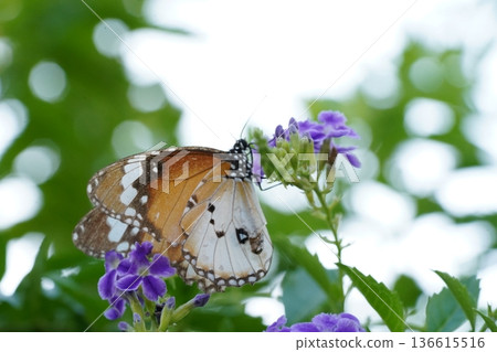 Beautiful Butterfly Sipping Nectar From Purple Flowers 136615516