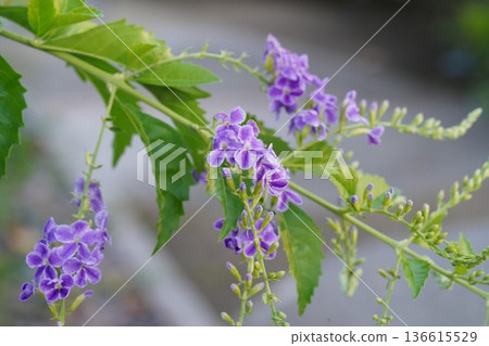 Beautiful Duranta Erecta Flowers Blooming Bright Purple Beautiful Duranta Erecta Flowers Blooming Bright Purple 136615529