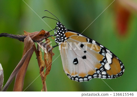 Beautiful Monarch Butterfly Perched on a Dried Flower 136615546