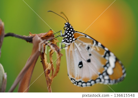 Monarch Butterfly on Branch Close Up Nature Shot 136615548
