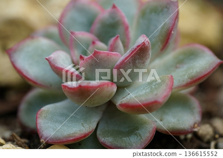Beautiful Echeveria Plant Close Up Photography Beautiful Echeveria Plant Close Up Photography 136615552