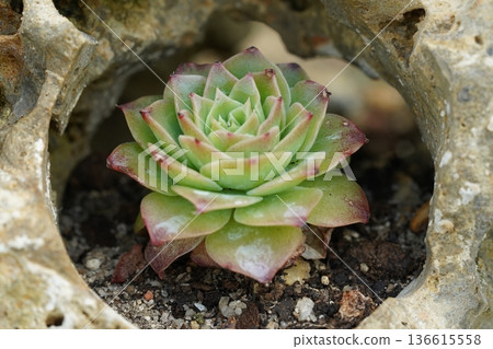 Succulent Plant Growing in Rock Formation Close Up View Succulent Plant Growing in Rock Formation Close Up View 136615558