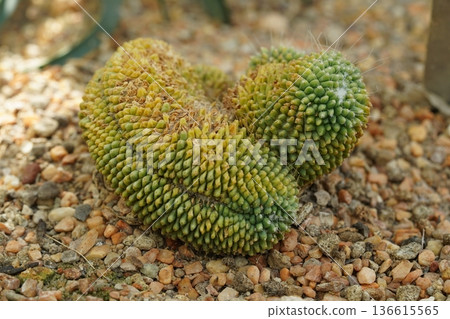 Unique Crested Cactus Growing on Rocky Ground in Sunlight Unique Crested Cactus Growing on Rocky Ground in Sunlight 136615565