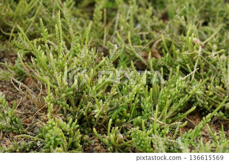 Vibrant Green Saltwort Plants Growing in Natural Habitat Vibrant Green Saltwort Plants Growing in Natural Habitat 136615569