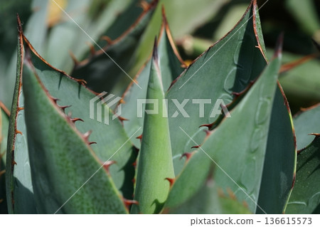 Agave Plant Close Up with Thorns Green Nature Detail Agave Plant Close Up with Thorns Green Nature Detail 136615573