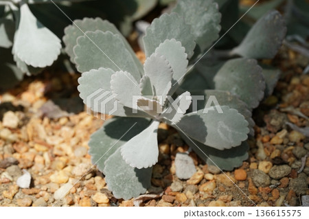 Beautiful Succulent Plant with Unique Scalloped Leaves Beautiful Succulent Plant with Unique Scalloped Leaves 136615575
