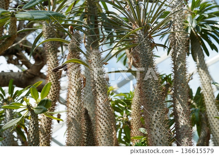 Tall Spiky Tropical Plants Growing in a Bright Greenhouse 136615579