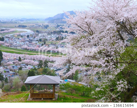 A spring view of the samurai residence street and cherry blossoms in full bloom from the observation deck at Kakunodate Kojoyama Park (Semboku City, Akita Prefecture) A spring view of the samurai residence street and cherry blossoms in full bloom from the observation deck at Kakunodate Kojoyama Park (Semboku City, Akita Prefecture) 136615694