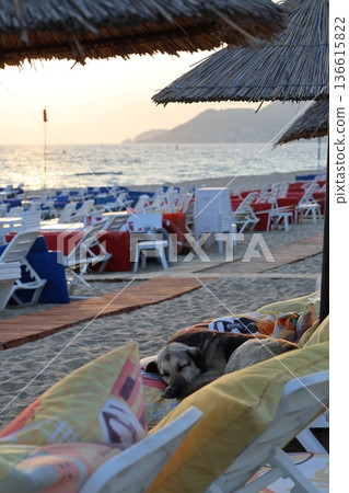 Beach Loungers For Dogs Funny Story, Humor 136615822