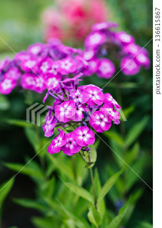 Phlox paniculata Wenn Schon Denn Schon blooming in summer garden Phlox paniculata Wenn Schon Denn Schon blooming in summer garden 136615867