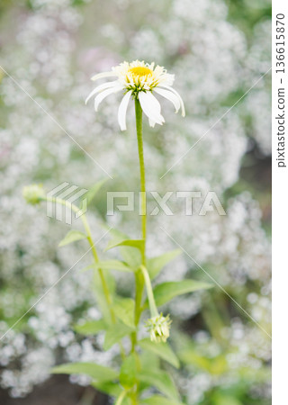 Echinacea Meringue white bud opening phase 136615870
