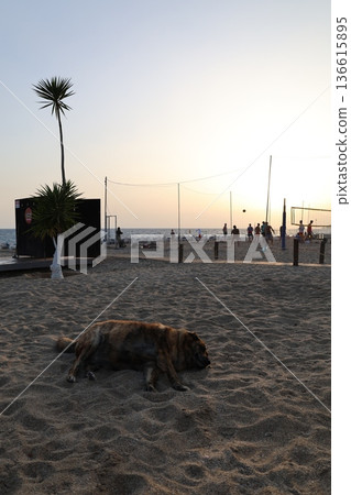 Beach Loungers For Dogs Funny Story, Humor Beach Loungers For Dogs Funny Story, Humor 136615895