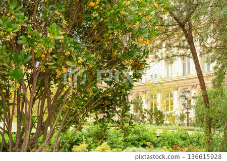 Strawberry tree with ripe red and yellow fruit and white flowers growing in a city park, historical French architecture in the background 136615928