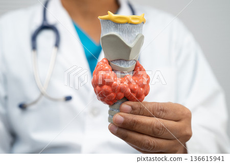 Hyperthyroidism, Overactive Thyroid, Thyroid Lymphoma, Asian doctor with thyroid gland human anatomy model in hospital. 136615941