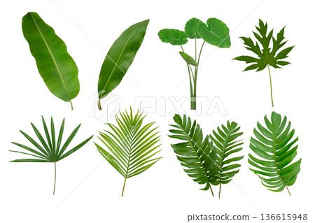 Banana, palm and momstera green leaf tropical plant isolated on white background. 136615948