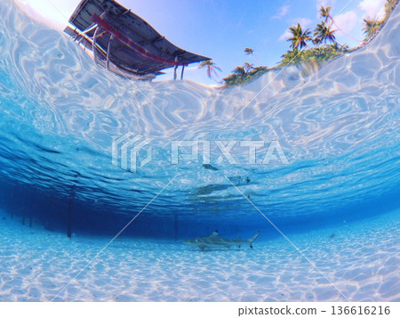 Tahiti's ocean: Enjoy snorkeling and diving in the crystal clear lagoon | Shark Paradise (Fakarava) 136616216