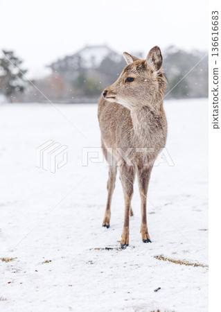 奈良公園裡白雪皚皚的鹿 奈良公園裡白雪皚皚的鹿 136616683