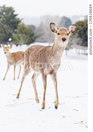 奈良鹿在雪地上奔跑 奈良鹿在雪地上奔跑 136616684
