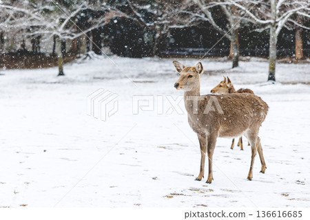 白雪皚皚的奈良公園和鹿群 136616685
