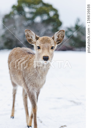奈良公園下雪了 136616686