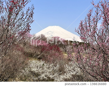 Red and white plum blossoms and Mount Fuji 136616880