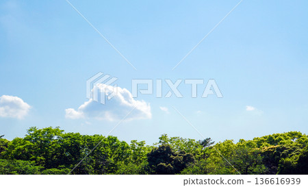 Bright green broadleaf trees and white clouds floating in the blue sky 136616939