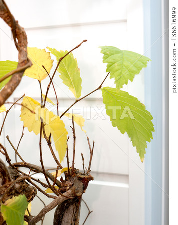 Elms leafs. Elms leafs. 136616999