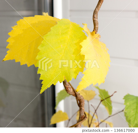 Elms leafs. Elms leafs. 136617000